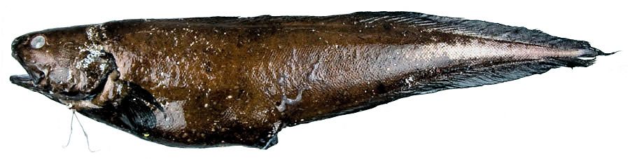 Spectrunculus grandis_02.jpg